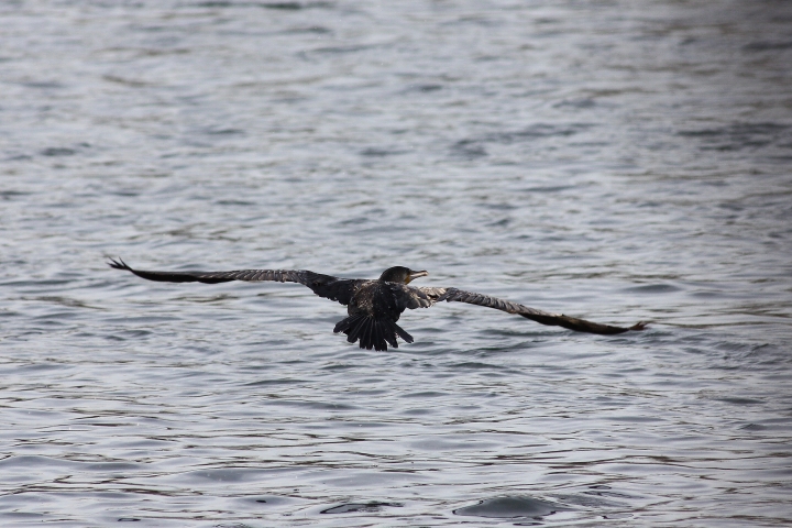 uccelli del fiume Ticino